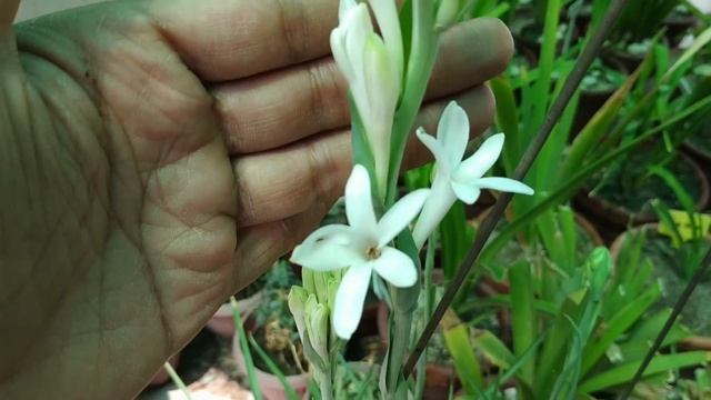 Tuberose | Complete Blooming Season Start To End | Polianthes Tuberosa