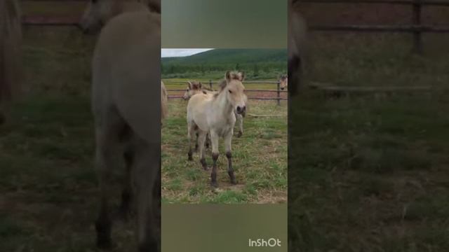 В Якутии сегодня день коневода смотреть онлайн