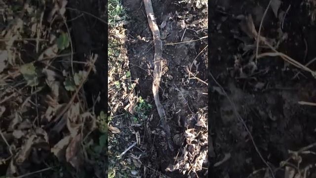 Борьба с мышами на клубнике #рептилия смотреть онлайн