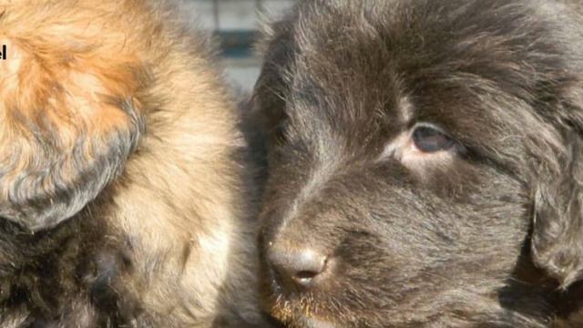 Bakharwal - TOP 10 Interesting Facts смотреть онлайн