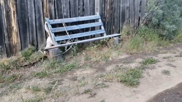 Хаски Айс велосипедист смотреть онлайн