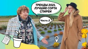 Декоративные кустарники | Спирея | Пузыреплодник | Береза нана@leskovo.pitomnik