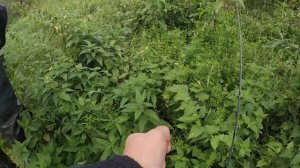 ЩУКА.МАЛАЯ РЕКА.ТЕСТИРУЮ СВОЙ НОВЫЙ  СПИННИНГ PONTOON21 GAD DELTA.