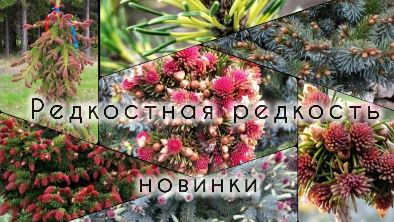 Супер РЕДКИЕ хвойные новинки! Обзор растений из "прикопа" 29 апреля 2024г смотреть онлайн