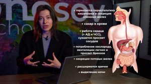 Запоминаем все о симпатической и парасимпатический нервной системе за 7 минут. Лайфхак.