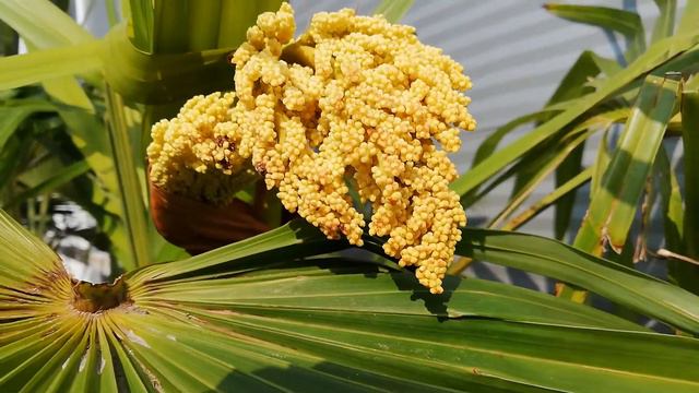 Trachycarpus fortunei flowers смотреть онлайн