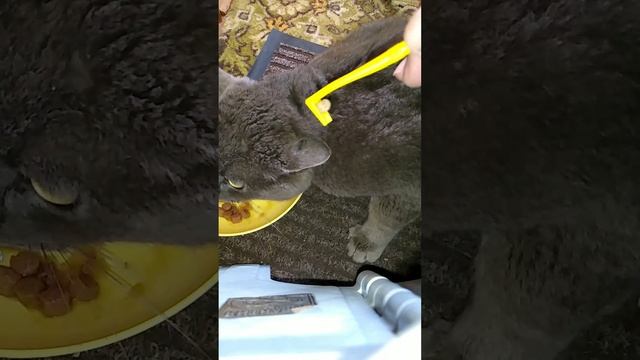 Кошачье подворье