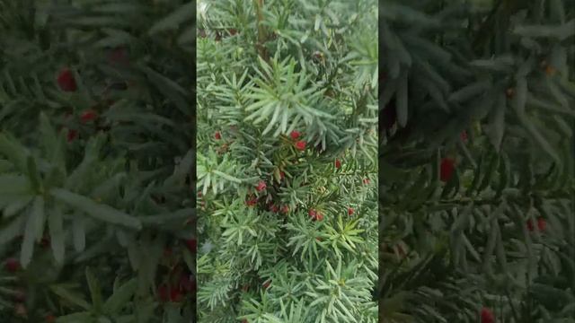 тис ягодный новинка. смотреть онлайн