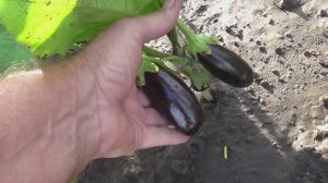 Опыт выращивания баклажана сорта АЛЕКСЕЕВСКИЙ в открытом грунте