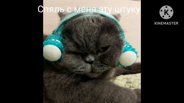 Кот в наушниках (новый мем) смотреть онлайн