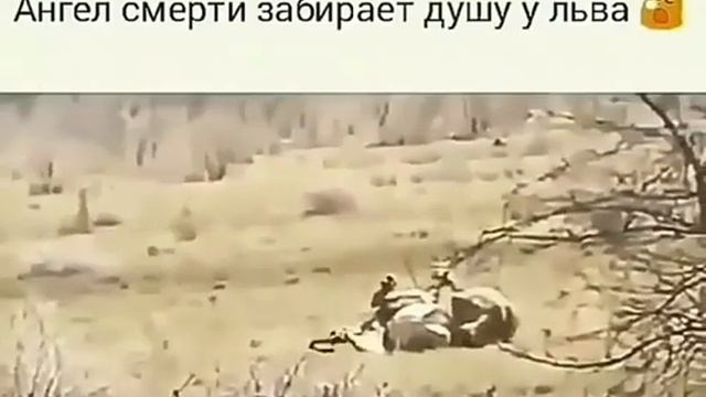 Ангел смерти забирает душу у льва ?Я Аллах смотреть онлайн