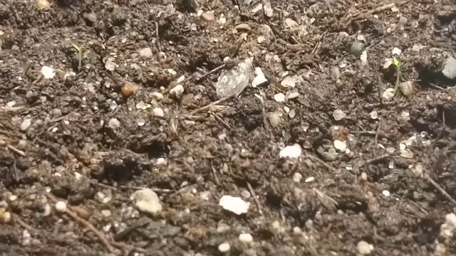 ?Эустома.14 дней после посадки. смотреть онлайн