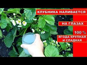 КЛУБНИКА НАЛИВАЕТСЯ НА ГЛАЗАХ! СУПЕР ПОДКОРМКА КЛУБНИКИ ВО ВРЕМЯ ПЛОДОНОШЕНИЯ И ЦВЕТЕНИЯ