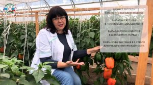 СЛАДКИЕ, РАЗНОЦВЕТНЫЕ И УРОЖАЙНЫЕ СОРТА ПЕРЦА - серия Звезды Востока