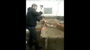 Сахалин разделка тайменя.wmv