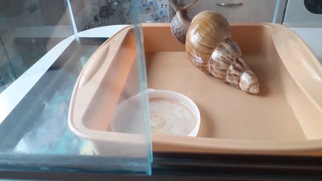 Улитки Ахатины 3 года без грунта смотреть онлайн
