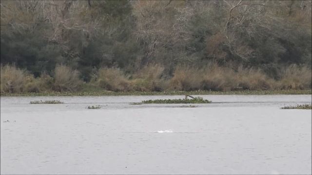 Birds of Armond Bayou смотреть онлайн