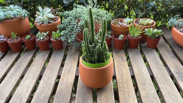 CACTUS CARE FOR BEGINNERS / Basics of Cactus Care.. | Plant Care Tips смотреть онлайн