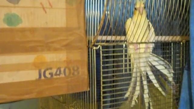 Попугаи нимфы - кореллы Кузя и Фиби (разведение) 1 Магнитогорск смотреть онлайн