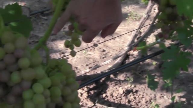 @Виноград 2018 Виноград Ливия в Полтаве смотреть онлайн