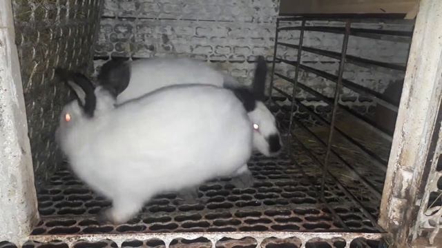 Случка Кроликов смотреть онлайн