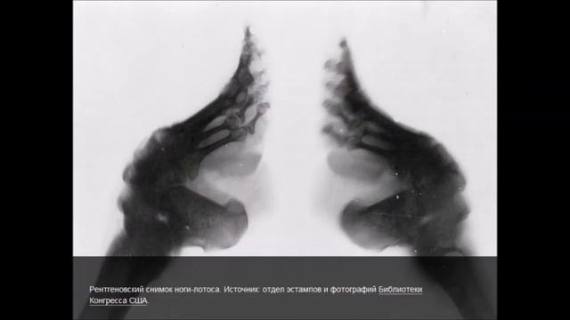 Идеалы женской красоты в разных уголках мира смотреть онлайн