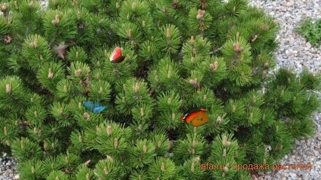 Сосна горная Клостергрюн (pinus mugo) ? Клостергрюн обзор: как сажать, саженцы сосны Клостергрюн смотреть онлайн