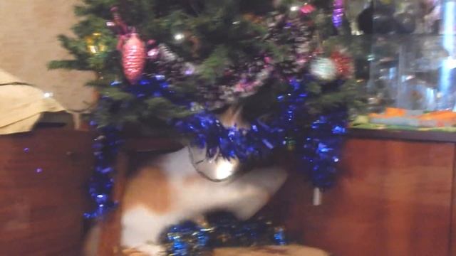 Кот-электрик ест лампочки! Как отучить? смотреть онлайн