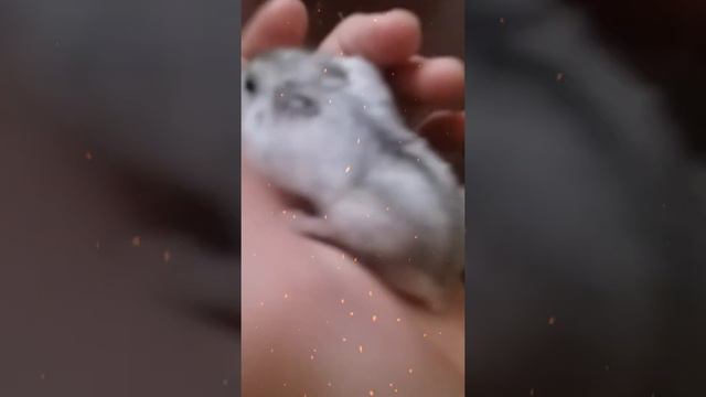 Хомки знакомство смотреть онлайн