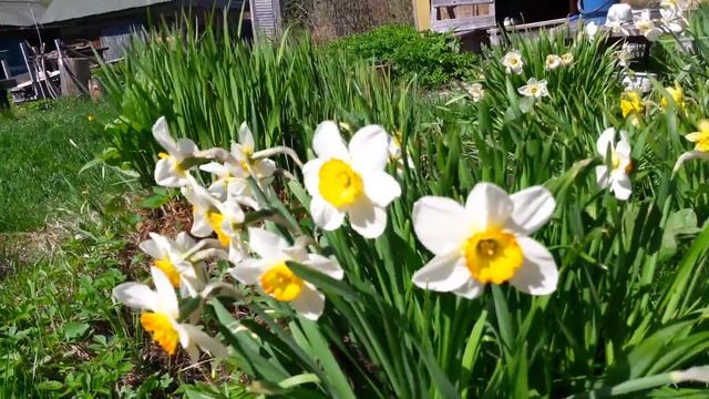 Цветущие нарциссы. Любимые цветы. смотреть онлайн