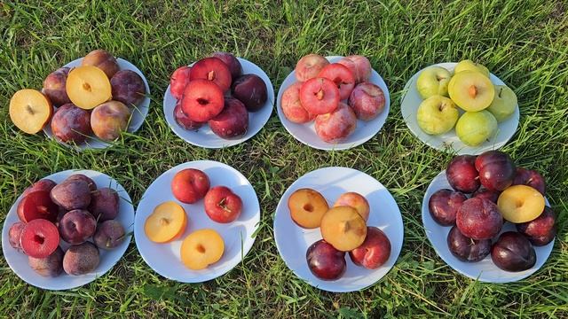 Огляд сортів.Слива Фортуна.Слива Ред харт.Плуот Дапл Данді. Плуот Флавор Квін .