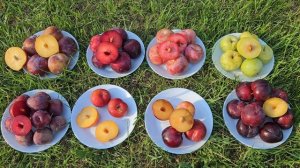 Огляд сортів.Слива Фортуна.Слива Ред харт.Плуот Дапл Данді. Плуот Флавор Квін .