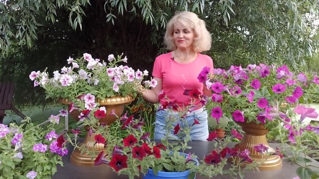 Ампельная петуния. Как ухаживать за ампельной петунией смотреть онлайн