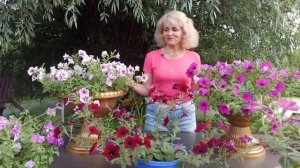 Ампельная петуния. Как ухаживать за ампельной петунией