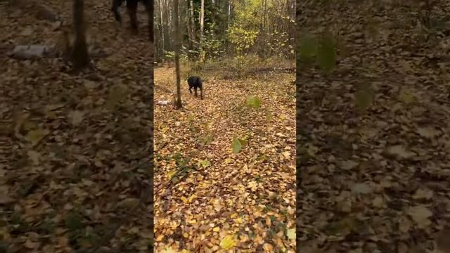 Смотрит за мной🥰#tttt #cane #canecorso #канекорсо #canecorsoitaliano #канекорсоитальяно смотреть онлайн