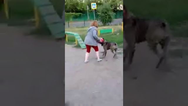 Кане-корсо и игрушка яйцо смотреть онлайн