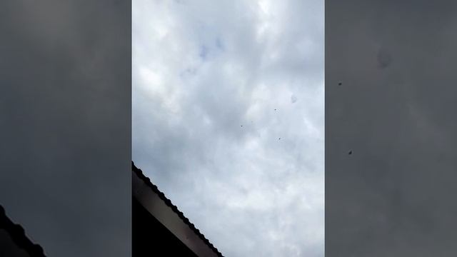 Николаевские голуби "бабочки" Буза Сергея 29 октября 2022г РБ смотреть онлайн