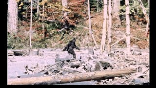 The Patterson/Gimlin Film