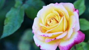 Наталья Лысенко - Они сегодня у ворот нас ждут