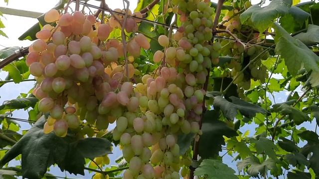 Виноград Розалинда