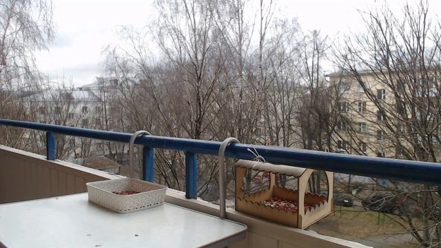 Прямая трансляция из кормушки для птиц :) смотреть онлайн