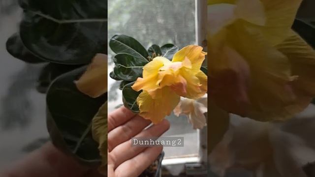 Адениумы сортовые прививки. Цветение на подоконнике 5 июля смотреть онлайн