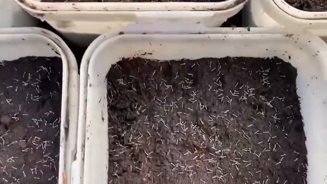 Черенки однолетних растений бархатцы петунии фуксии смотреть онлайн