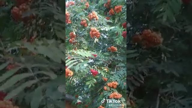 Лето2021. Алые Гроздья Рябины.#рекомендации #счастьерядом #жизнь #рябина #лето смотреть онлайн