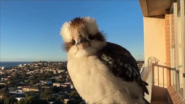 Ну очень добрые птички! Палец в клюв не клади!? смотреть онлайн