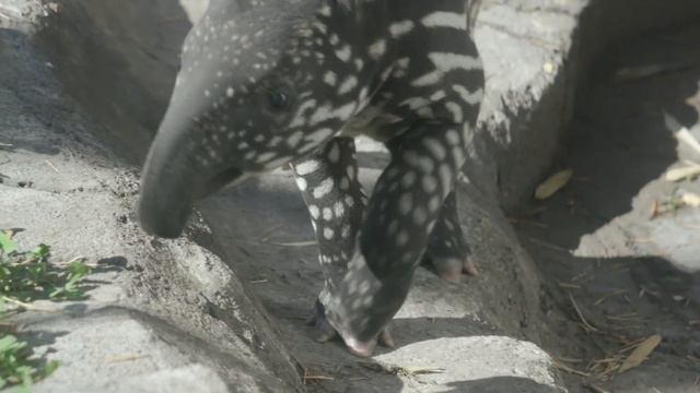 Meet Kazu the Endangered Tapir Calf смотреть онлайн