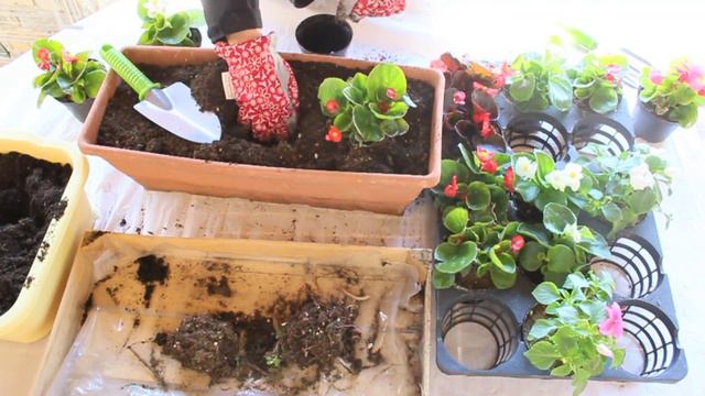 Piantare le begonie смотреть онлайн