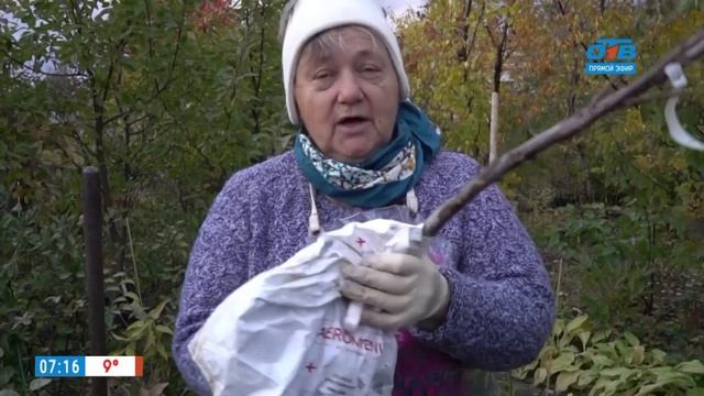 Как прикопать саженцы до весны в рубрике «Руки садовода» смотреть онлайн