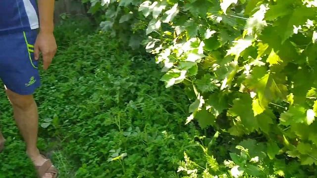 Болезнь серая гниль. Лечение. смотреть онлайн