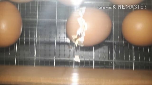 Как вылупляется цыпленок. .. смотреть онлайн